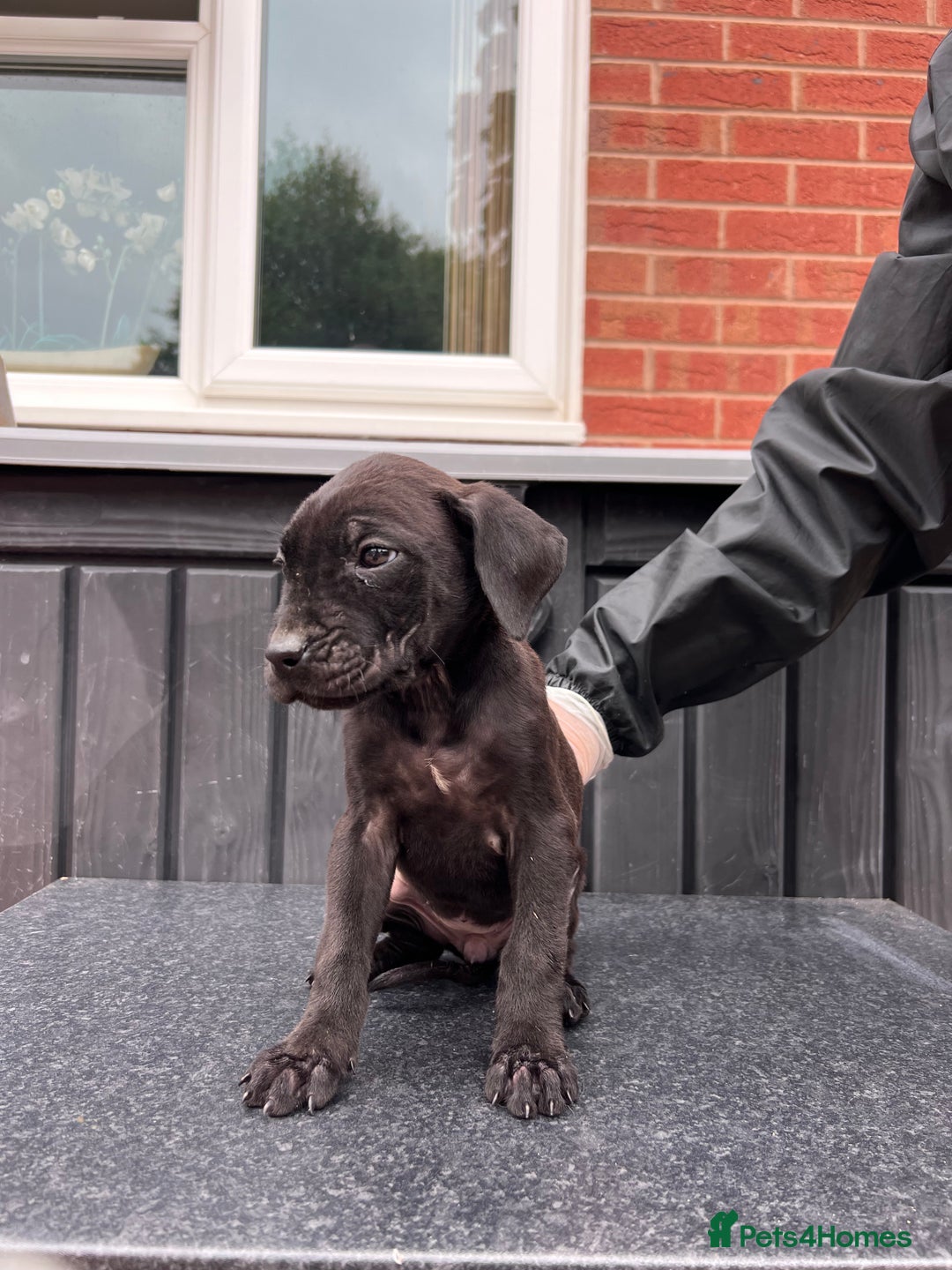 Presa Canario dogs for sale: Black Presa Pups for sale working line  - Image 15