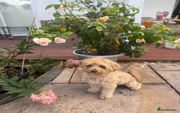 Maltipoo dogs for stud: Make dog offered for stud - Image 4