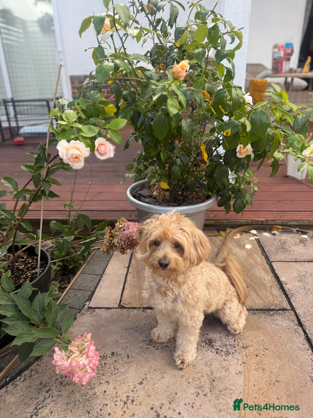 Maltipoo dogs for stud: Make dog offered for stud - Image 4