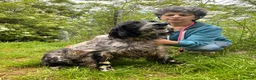 English Setter dogs for adoption: Terry in Norwich - Advert 6