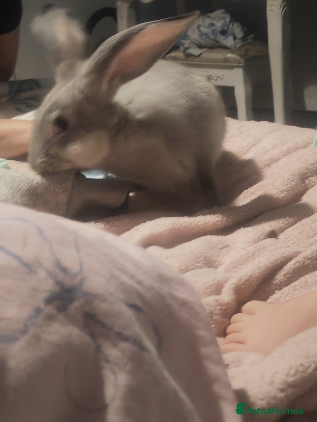 Flemish rabbits for sale: Pure flemish  - Advert 3