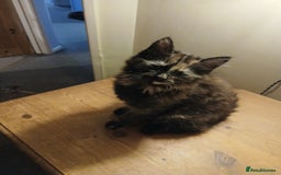 Mixed Breed cats for sale: 2 female kittens - Advert 3