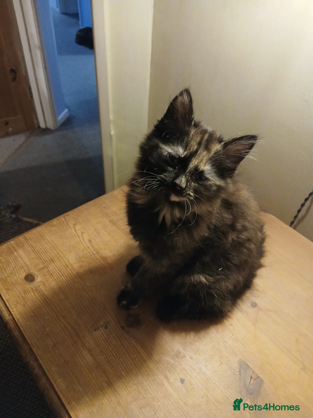Mixed Breed cats for sale: 2 female kittens - Advert 3