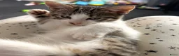 Mixed Breed cats for sale: Tabby kitten  - Advert 11