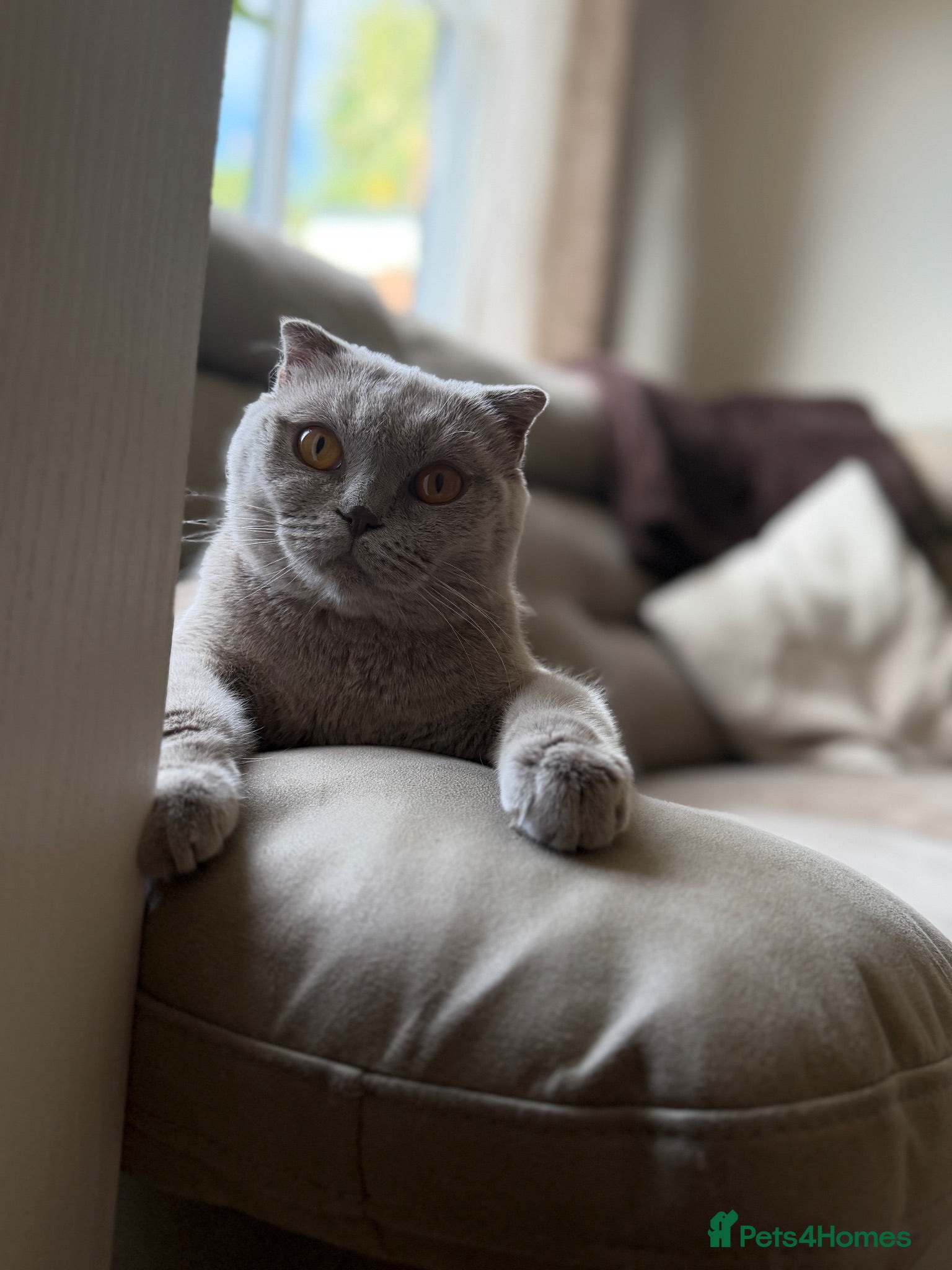 Scottish Fold cats Last boy left ! Beautiful Scottish fold !  - Advert 2