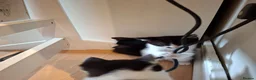 Mixed Breed cats for sale: Kittens for sale - Advert 18