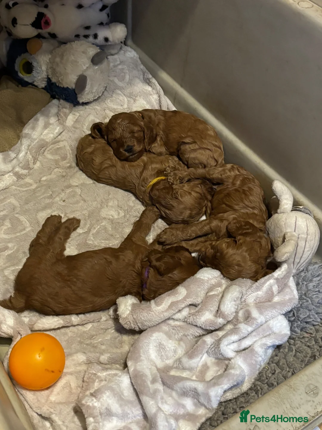 Cockapoo dogs for sale: Lovely Red/Gold F1 Golden Cockapoo Pups Available - Advert 2