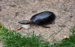Turtle reptiles for sale: Musk Turtle - Image 6