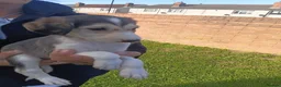 Saluki dogs for sale: KC registered saluki puppy’s  - Advert 15