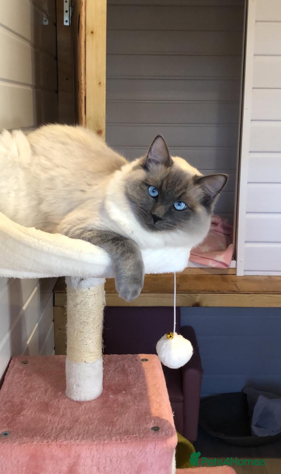 Ragdoll cats Beautiful Ragdoll male  - Advert 1