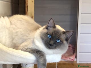 Ragdoll cats Beautiful Ragdoll male - Advert 1