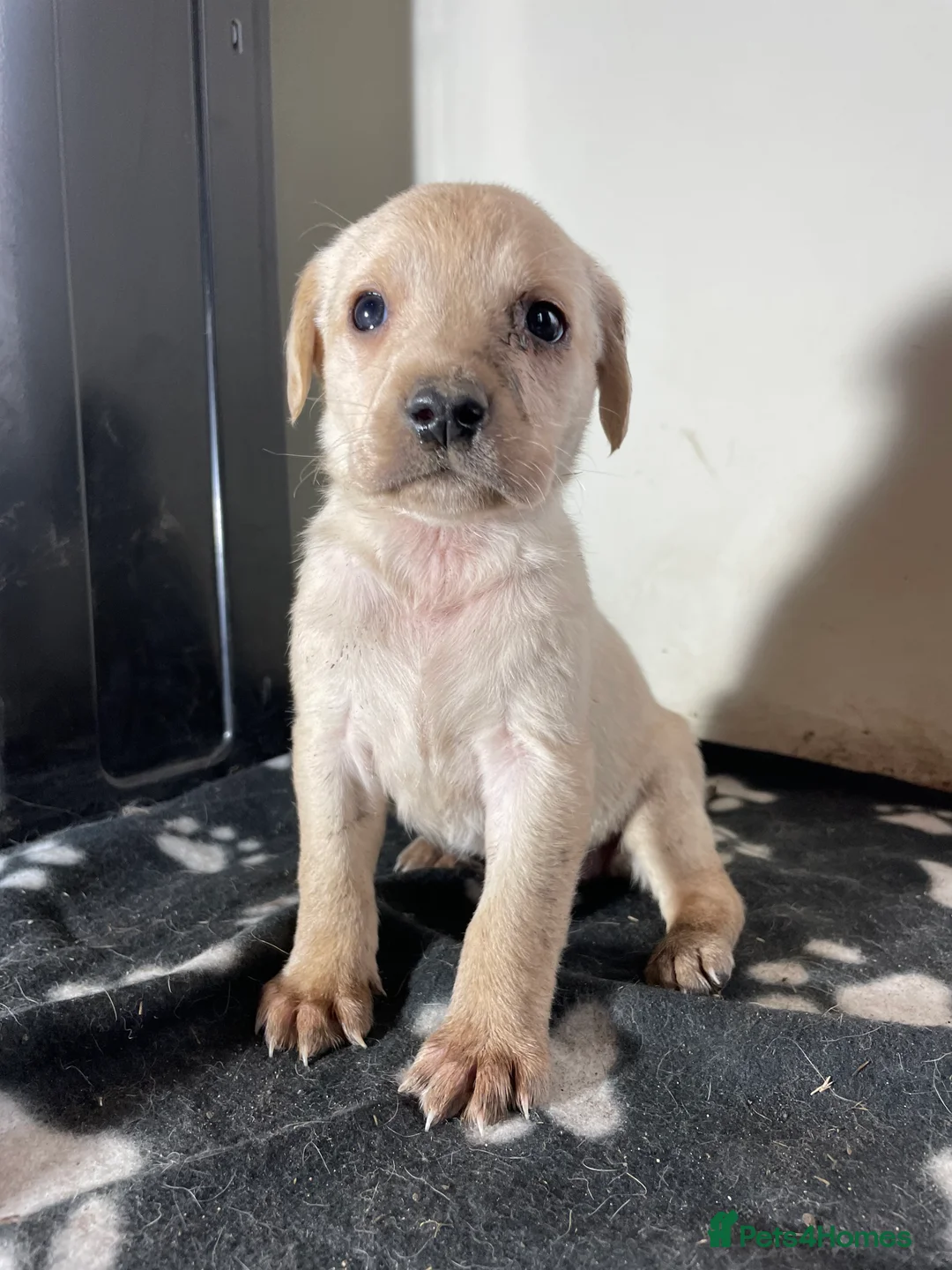 Labrador Retriever dogs for sale: All Reduced to £850 Ready to go now only 1 left - Advert 9