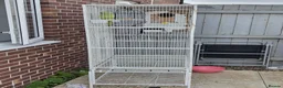 Ringnecks birds for sale: Large cage /Flight Cage + Young Female Ringnec in Dudley - Advert 2