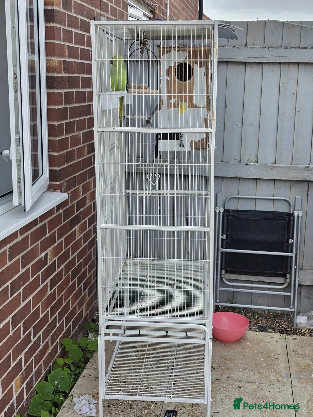 Ringnecks birds for sale: Large cage /Flight Cage + Young Female Ringnec in Dudley - Advert 2