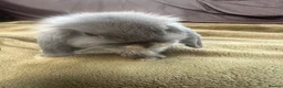 Mini Lop rabbits for sale: Pure bred 10 week 6 day old baby mini lops  - Advert 1