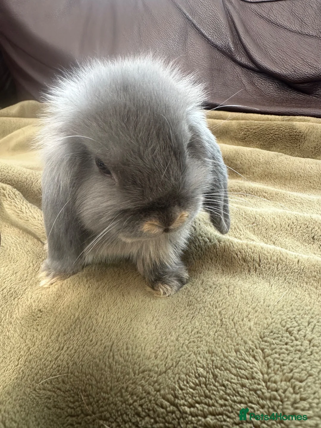 Mini Lop rabbits for sale: Pure bred 10 week 6 day old baby mini lops  - Advert 1