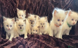 Ragdoll cats for sale: PEDIGREE RAGDOLL KITTENS FROM GCCF REGISTERED - Image 1