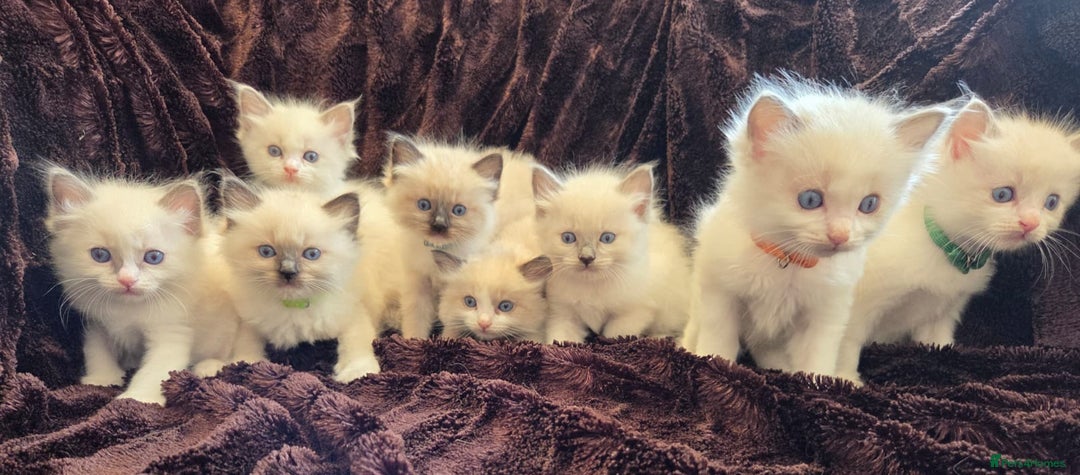 Ragdoll cats for sale: PEDIGREE RAGDOLL KITTENS FROM GCCF REGISTERED - Image 1