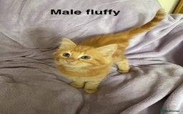 Mixed Breed cats for sale: Beautiful, friendly gingers! - Image 7