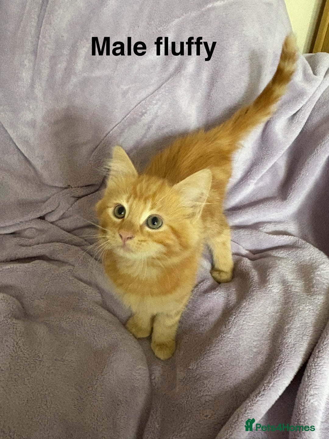 Mixed Breed cats for sale: Beautiful, friendly gingers! - Image 7