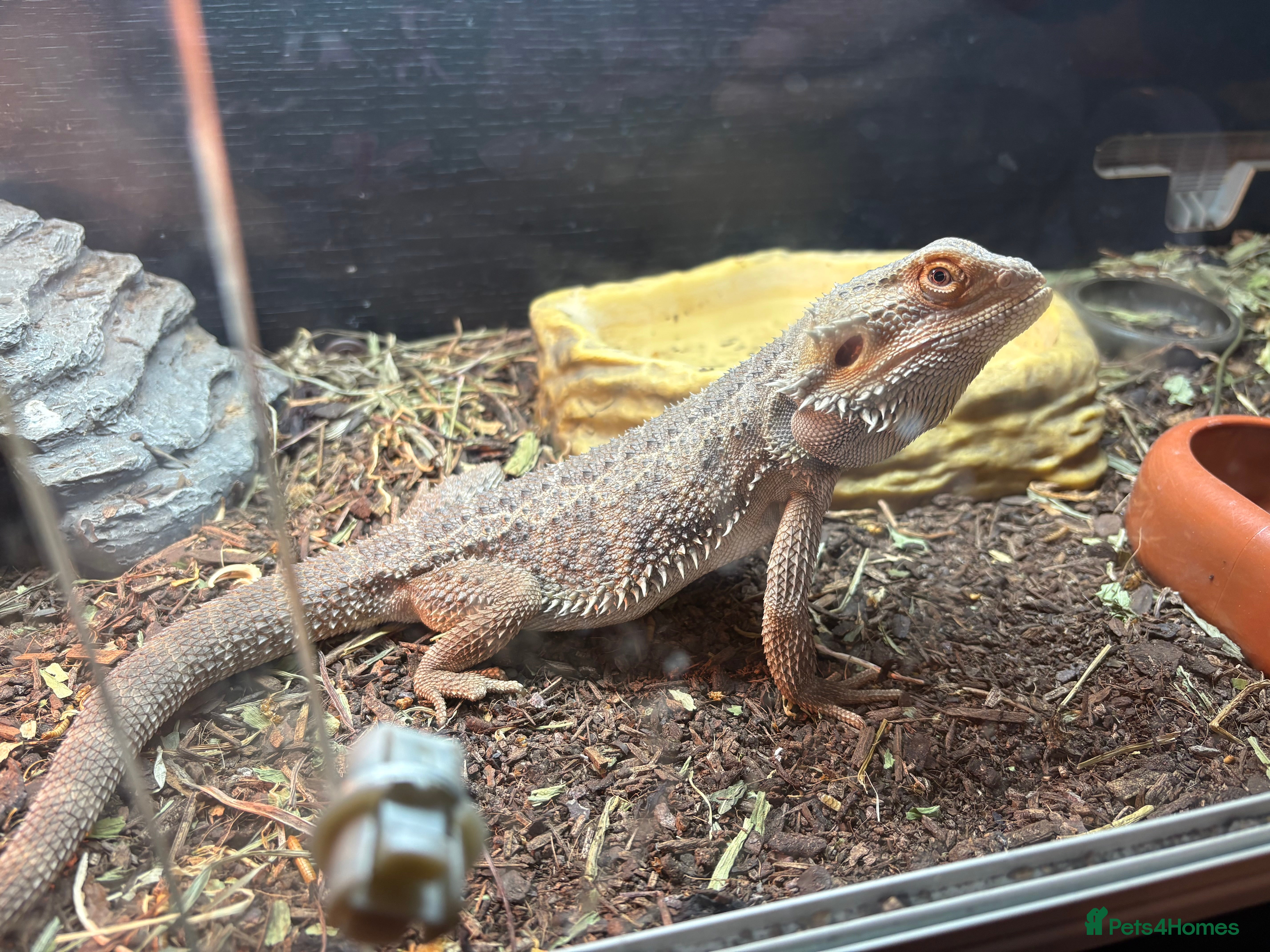 Bearded Dragon reptiles Bread Dragon - Advert 3