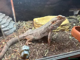 Bearded Dragon reptiles Bread Dragon - Advert 1