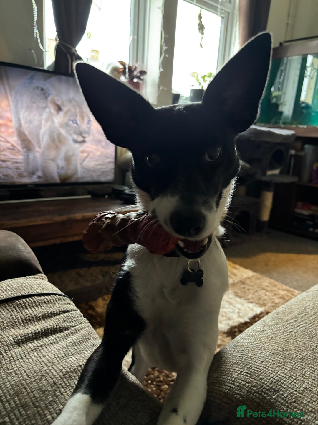 Mixed Breed dogs for sale: Poppy  - Advert 4