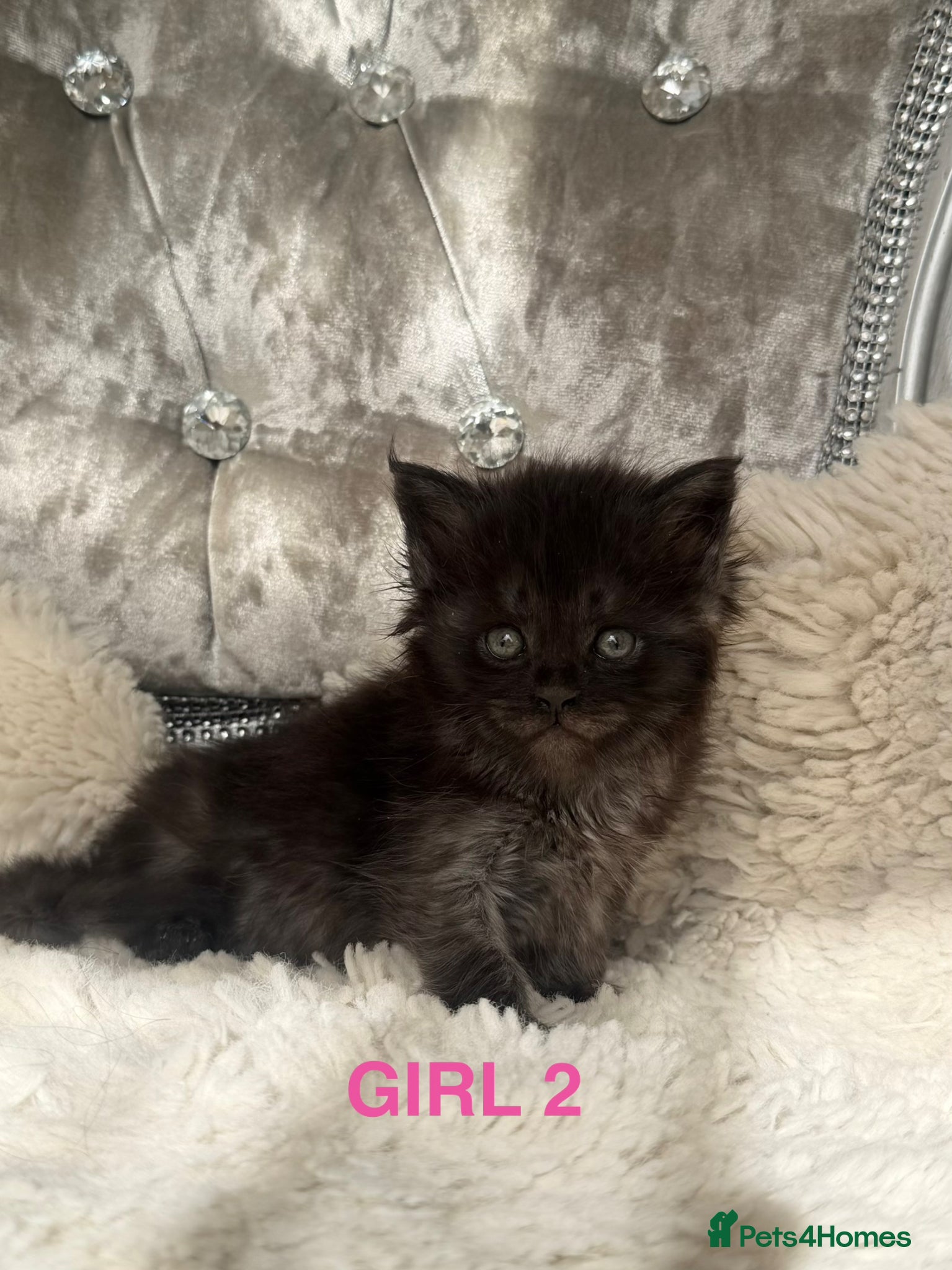 Maine Coon cats OUTSTANDING SHOW QUALITY MAINE COON KITTENS  - Advert 2