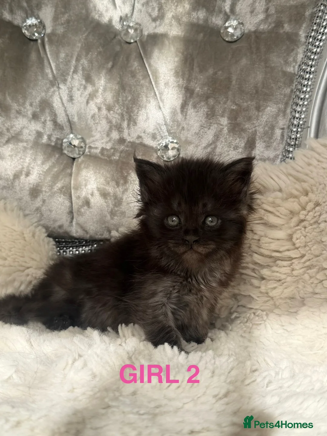 Maine Coon cats for sale: OUTSTANDING SHOW QUALITY MAINE COON KITTENS  - Advert 2
