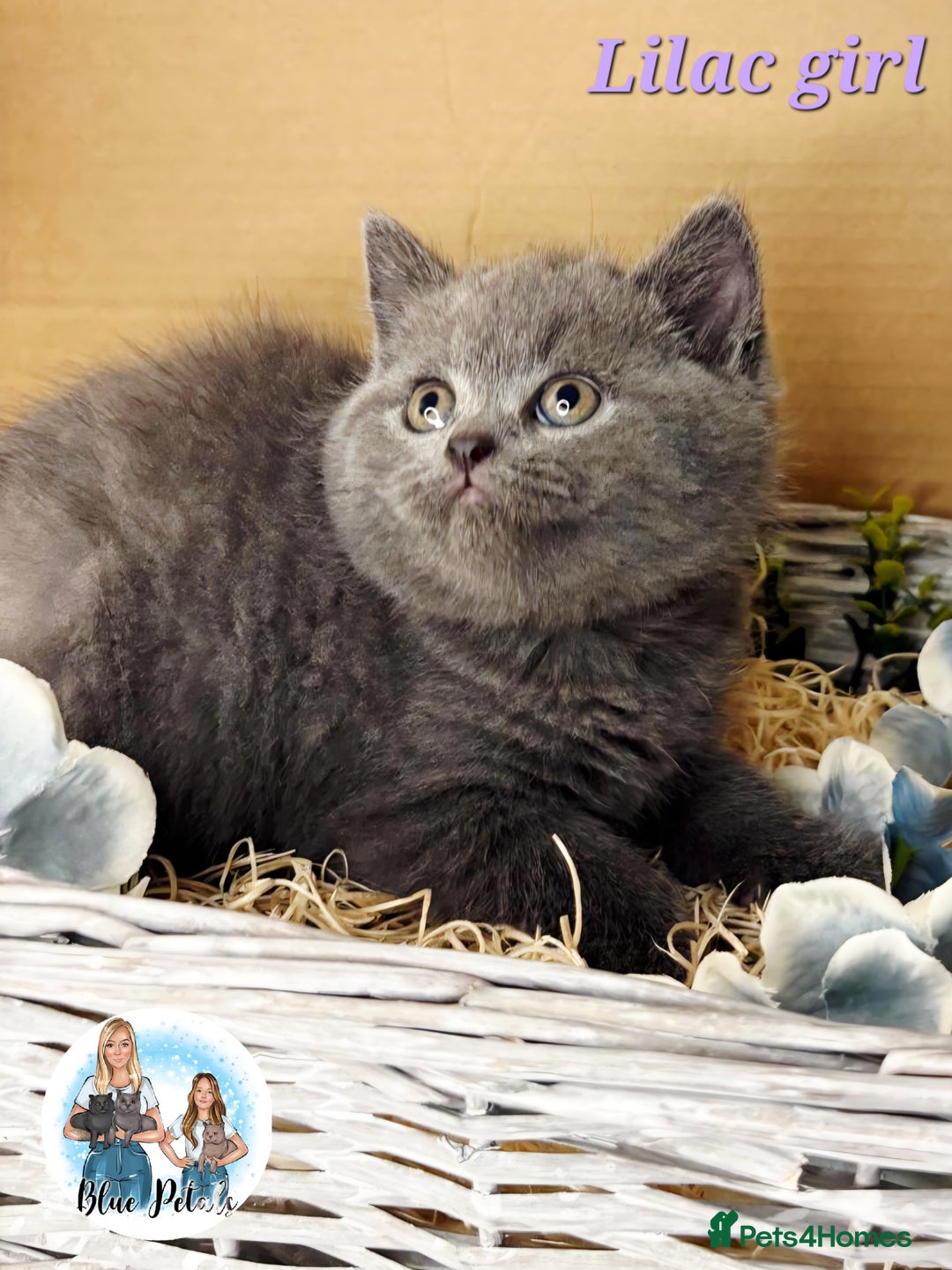 British Shorthair cats for sale: 4 beautiful British short hairs available  - Advert 26