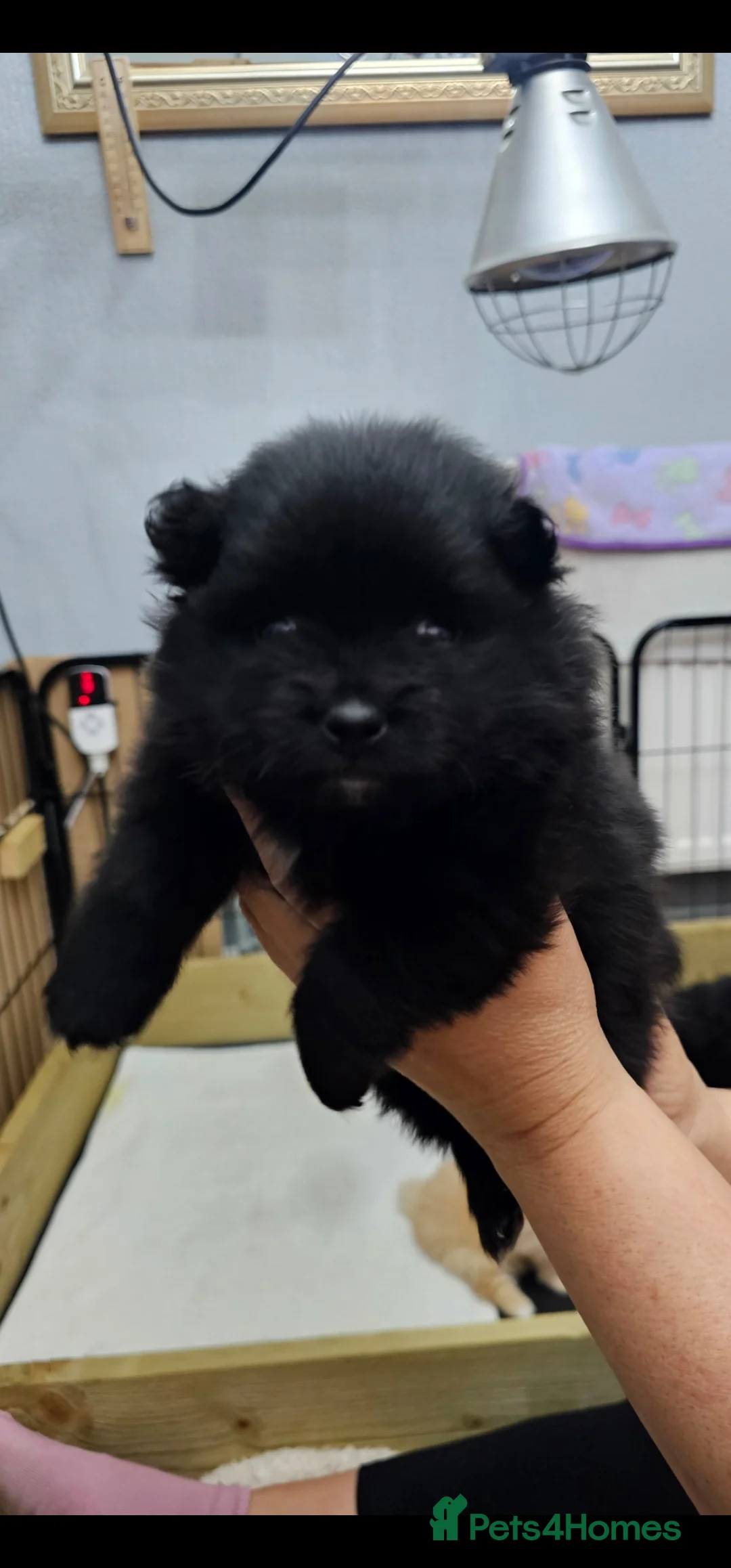 Pomeranian dogs for sale: 3 KC HANDSOME POMERANIAN BOYS - Advert 23