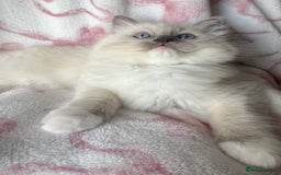 Ragdoll cats for sale: Ragdoll kittens  - Image 4