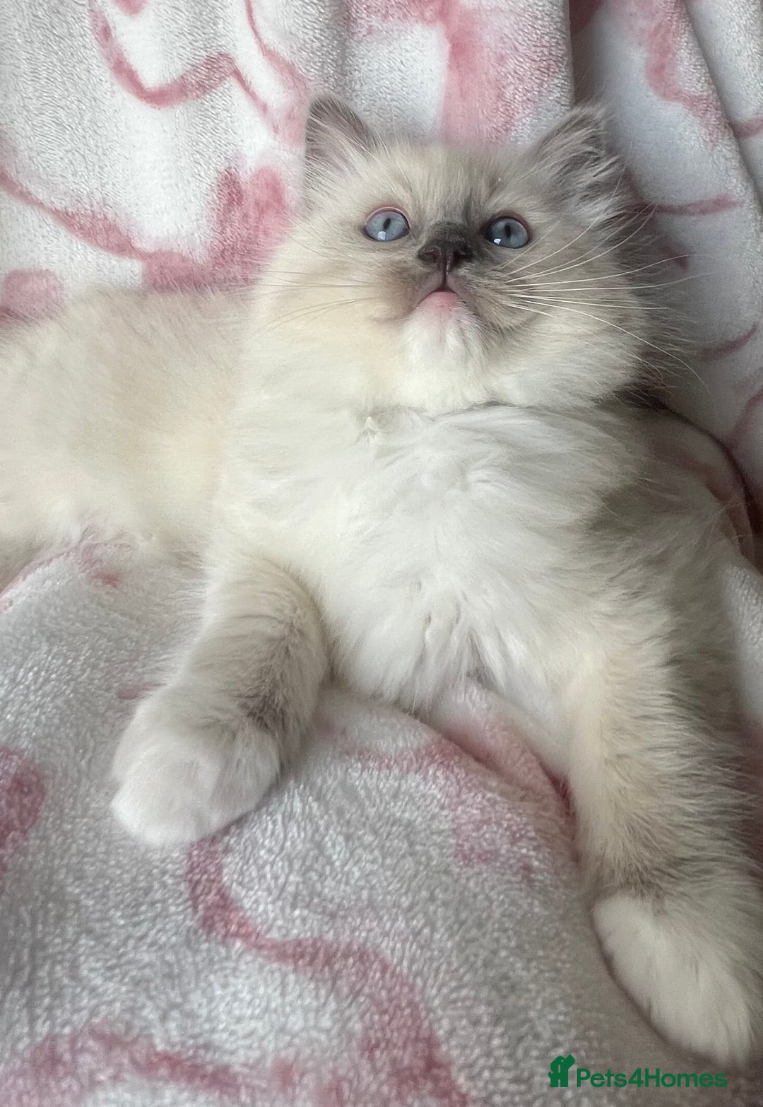 Ragdoll cats for sale: Ragdoll kittens  - Image 4
