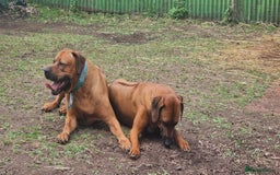 Rhodesian Ridgeback dogs for sale: Super chunky Rhodesian Ridgeback puppy - Image 16