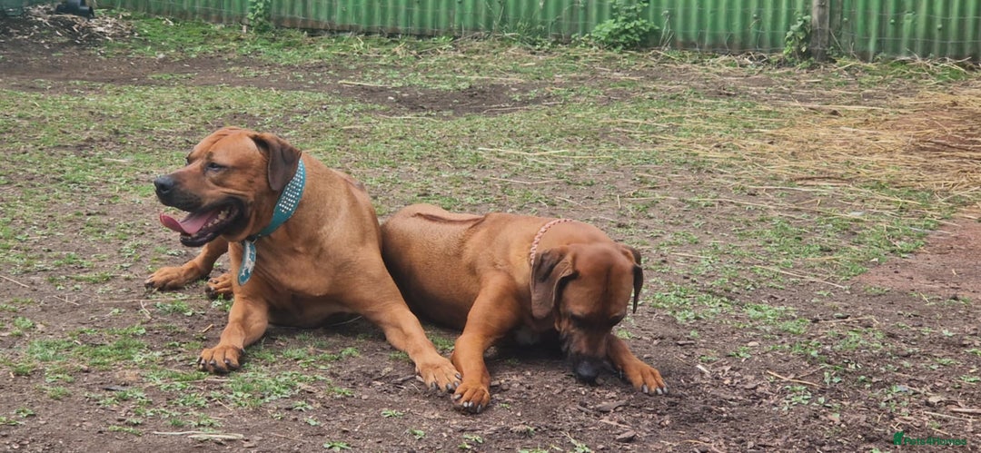Rhodesian Ridgeback dogs for sale: Super chunky Rhodesian Ridgeback puppy - Image 16
