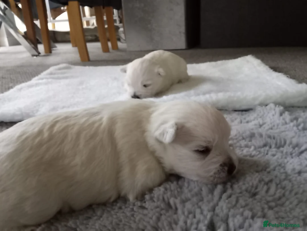 West Highland Terrier dogs for sale: West highland white terrier puppies  in Chichester - Advert 4