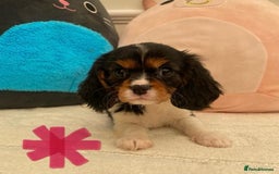 Cavalier King Charles Spaniel dogs for sale: King Charles cavalier puppies  - Image 6