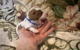 Mixed Breed dogs for sale: Cockalier puppies  - Advert 11