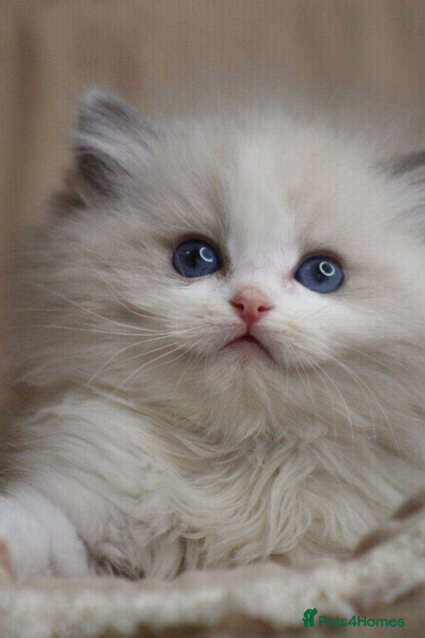 Ragdoll cats Purebred Ragdoll kittens  - Advert 1