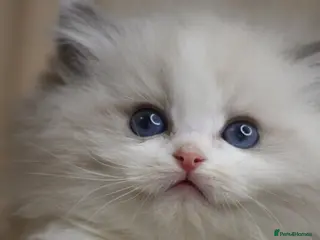 Ragdoll cats Purebred Ragdoll kittens - Advert 1