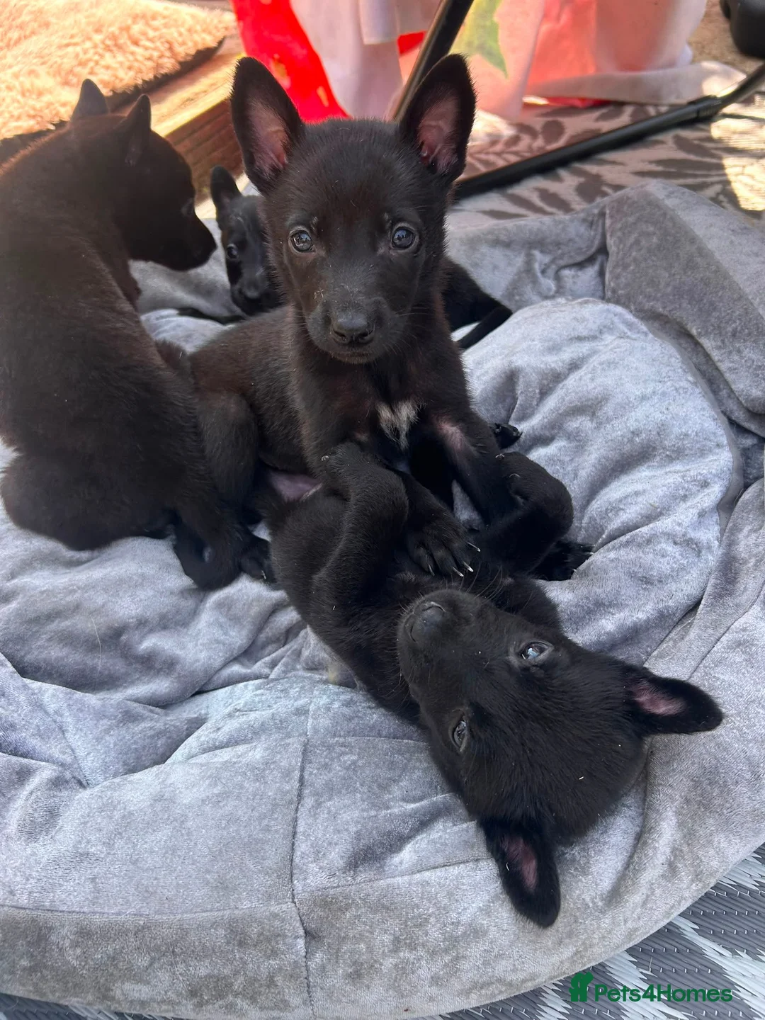 Belgian Shepherd Dog dogs for sale: PURE BREED BELGIAN MALINOIS  in Dunmow - Advert 2