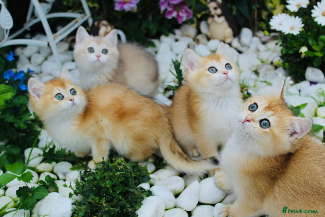 British Longhair cats for stud: Import PEDIGREE British Longhair for stud in Ивсхам - Advert 10