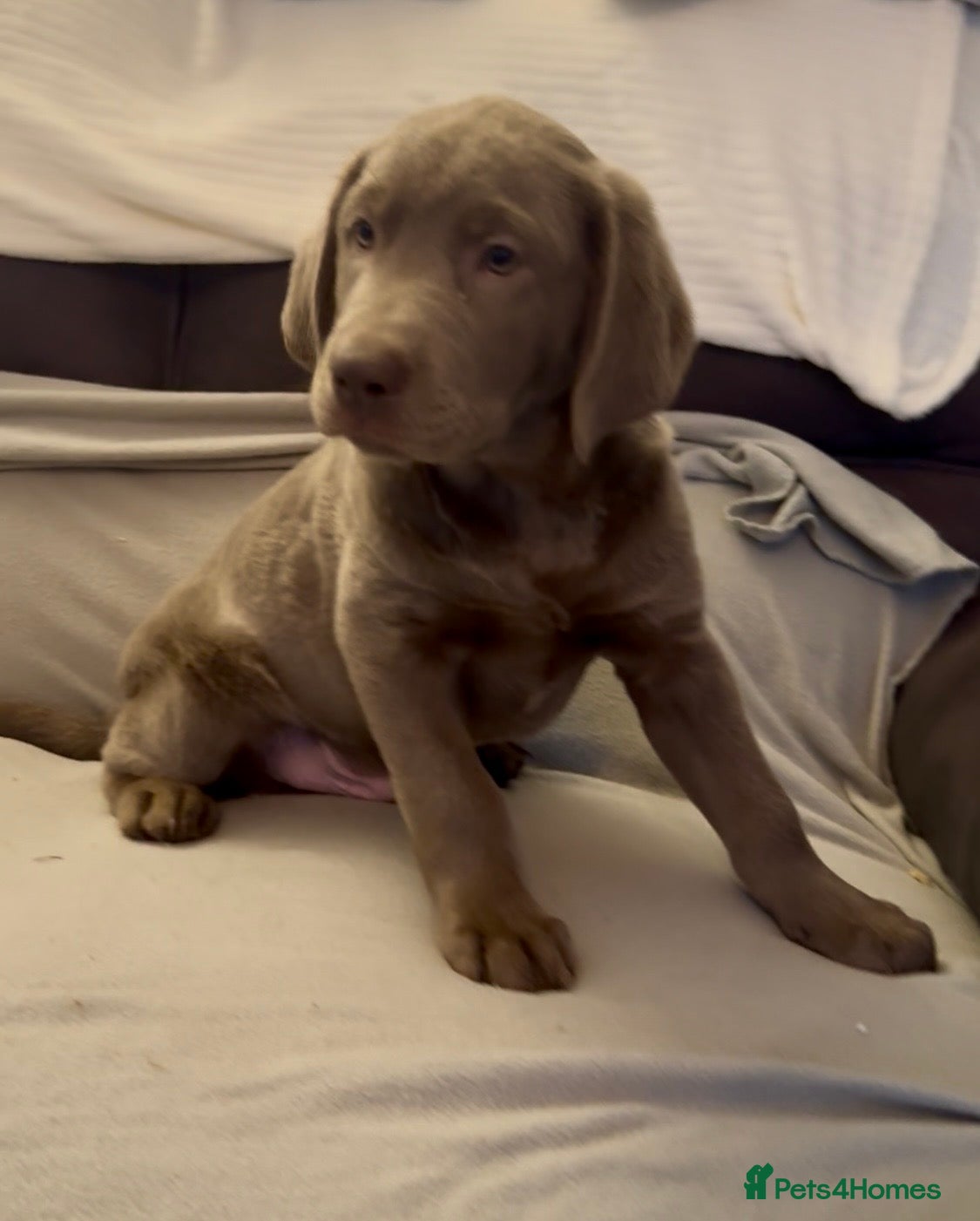 Labrador Retriever dogs Stunning silver Labradors  - Advert 4