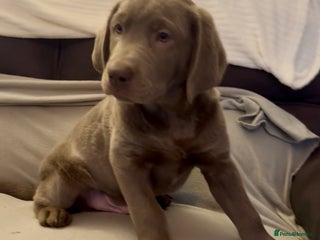 Labrador Retriever dogs Stunning silver Labradors - Advert 8