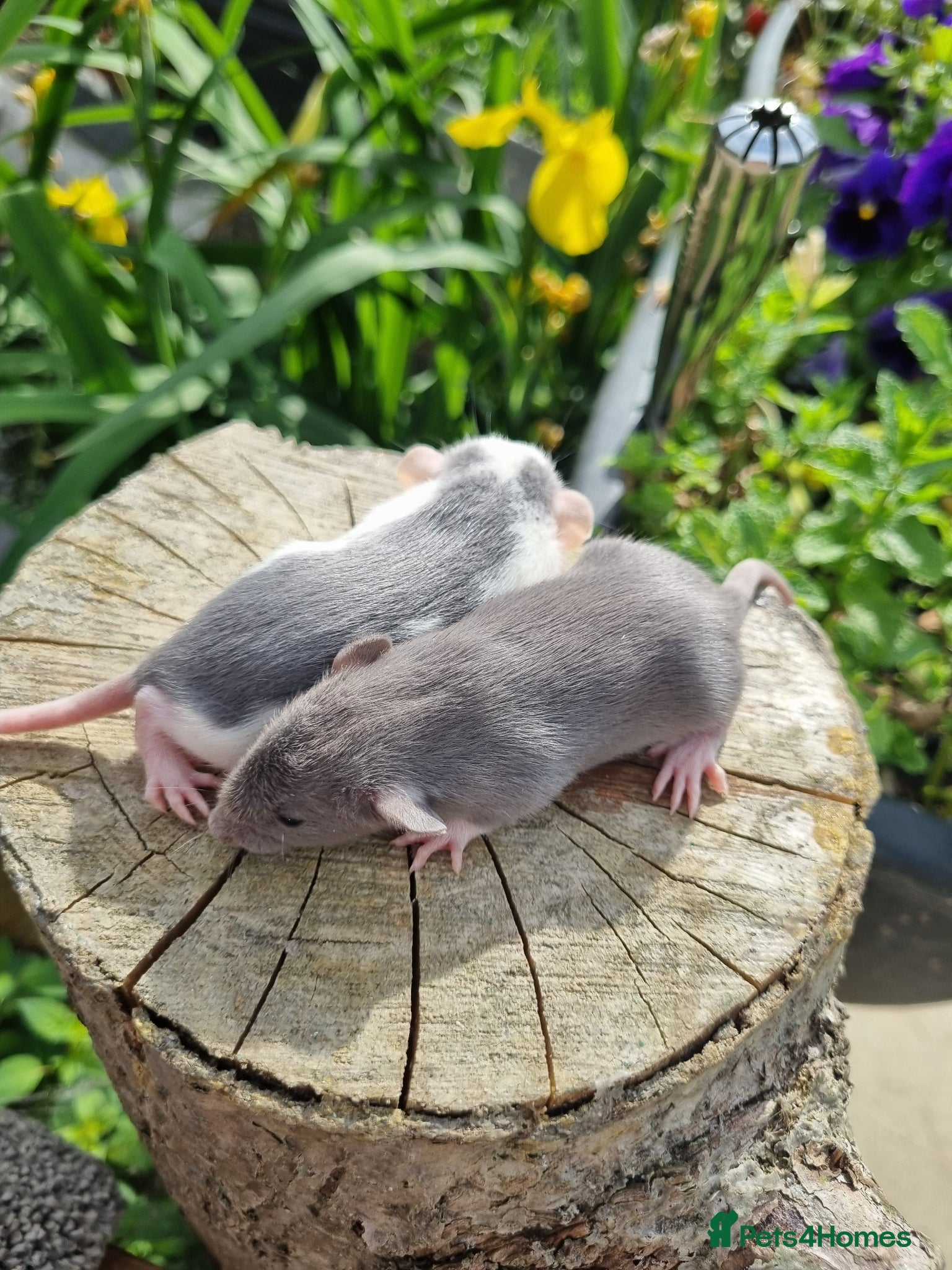 Rat rodents Adorable baby rats - Advert 1