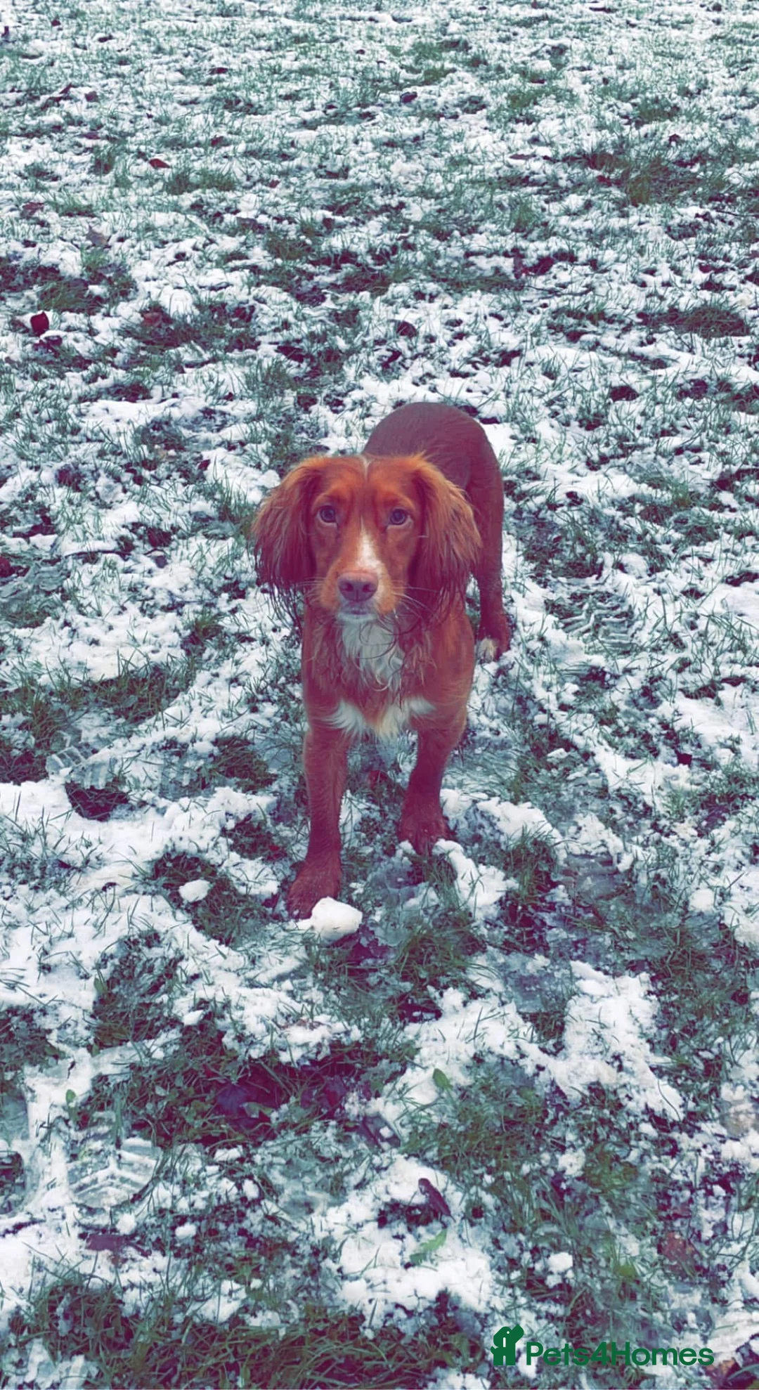 Cocker Spaniel dogs for sale: Cocker spaniel  - Advert 1