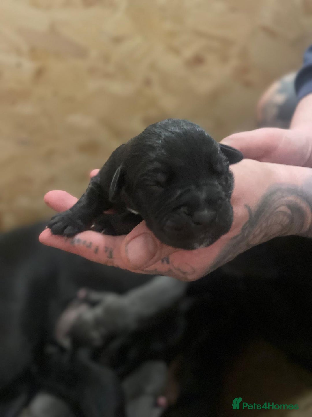 Cane Corso dogs for sale: Beautiful cane corso puppies - Advert 6