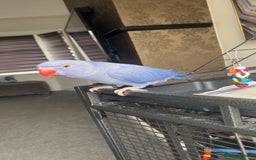 Ringnecks birds for sale: Indian ringneck  - Image 4