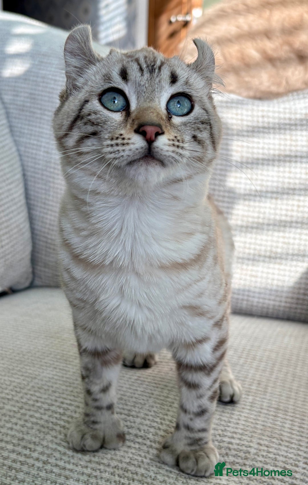 Keetso cats for sale: Super wild looking poly curled eared leopard  - Advert 13