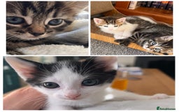 Domestic Shorthair cats for sale: Lovely kittens flea-treated;litter trained;wormed. - Advert 1